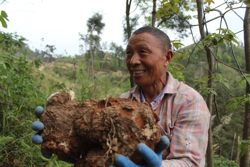 村民展示剛采收的松茯苓.jpg