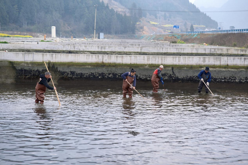 做強(qiáng)特色單品 壯大產(chǎn)業(yè)集群 特色農(nóng)業(yè)跑出加速度。