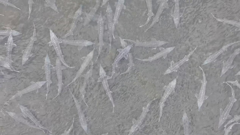 做強(qiáng)特色單品 壯大產(chǎn)業(yè)集群 特色農(nóng)業(yè)跑出加速度。