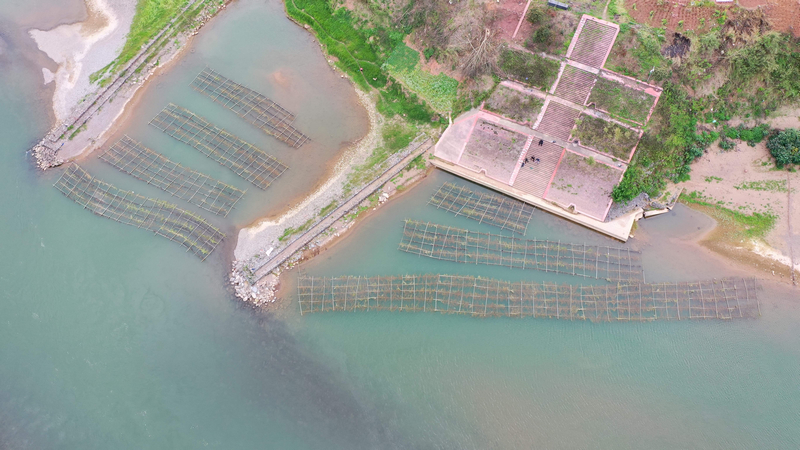 赤水河土城段搭建的人工魚巢。稅會(huì)靜攝