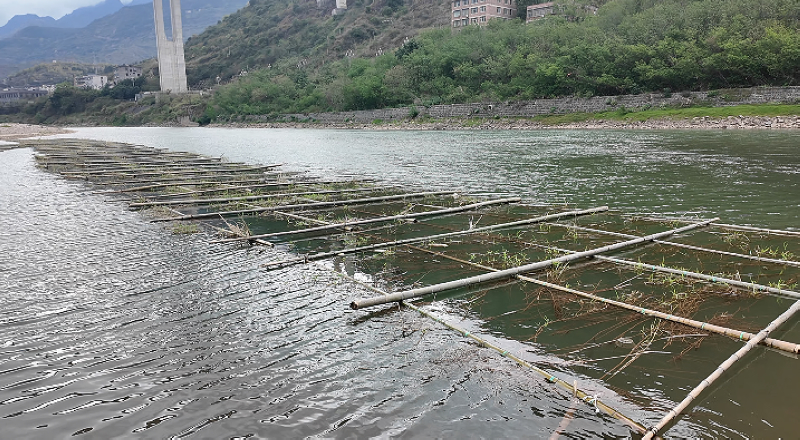 在緩流區(qū)放置的人工魚巢等待魚類產(chǎn)卵。稅會(huì)靜攝