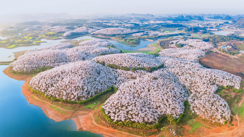 清鎮(zhèn)市紅楓湖畔櫻花如雪。陳世福攝