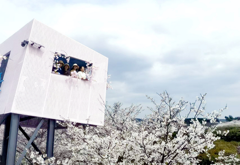 游客在清鎮(zhèn)市有二村賞花觀景臺打卡。子蕭攝