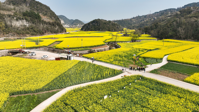 清鎮(zhèn)市麥格鄉(xiāng)觀游村的田野鋪滿金黃的油菜花。陸勁松攝
