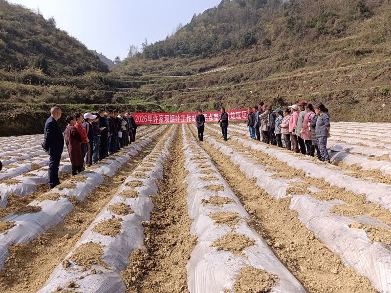 烤煙整地待栽現場培訓。