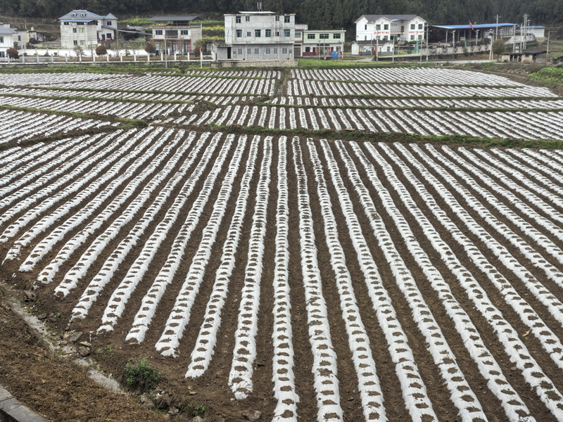 待移栽烤煙地。