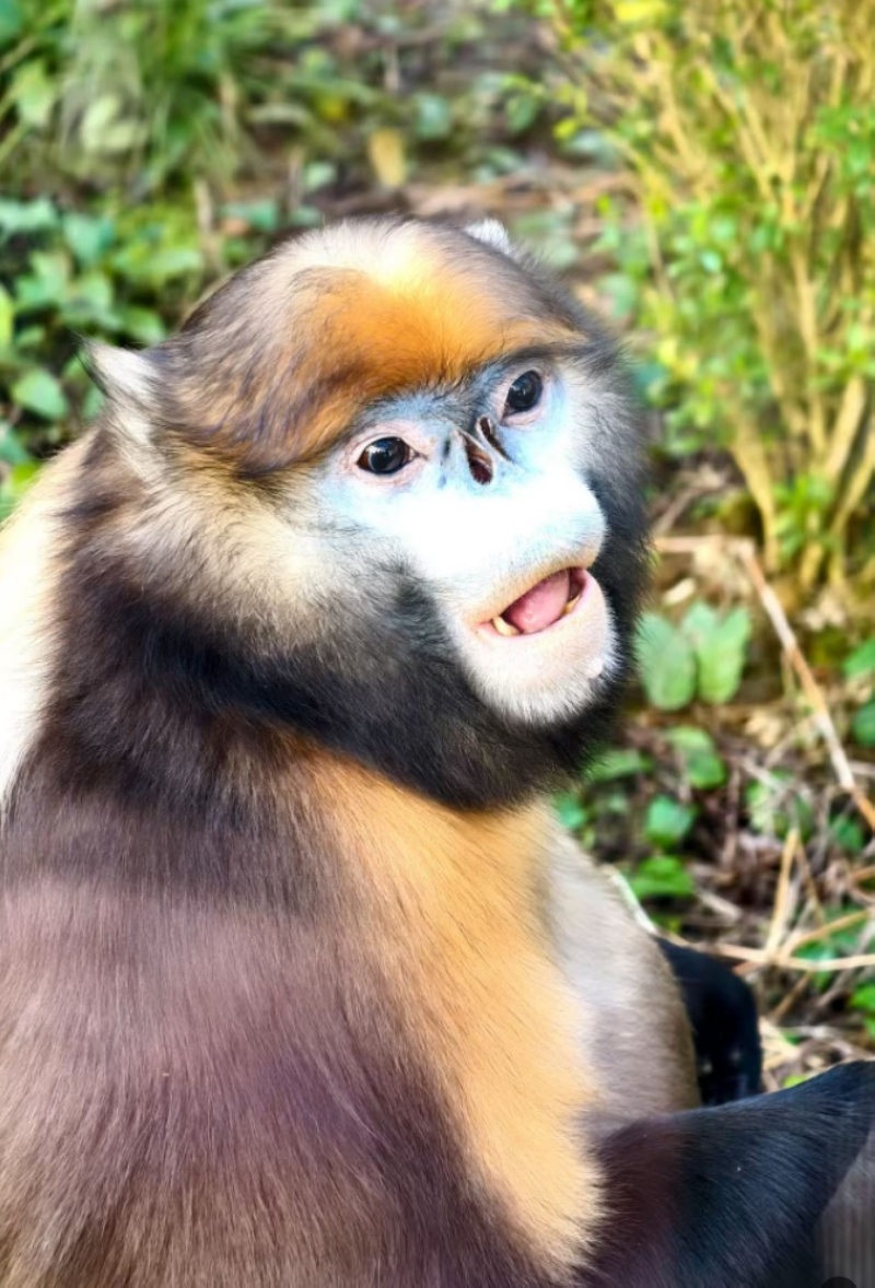 梵凈山國家級自然保護區(qū)黔金絲猴研究中心的黔金絲猴。李鶴攝