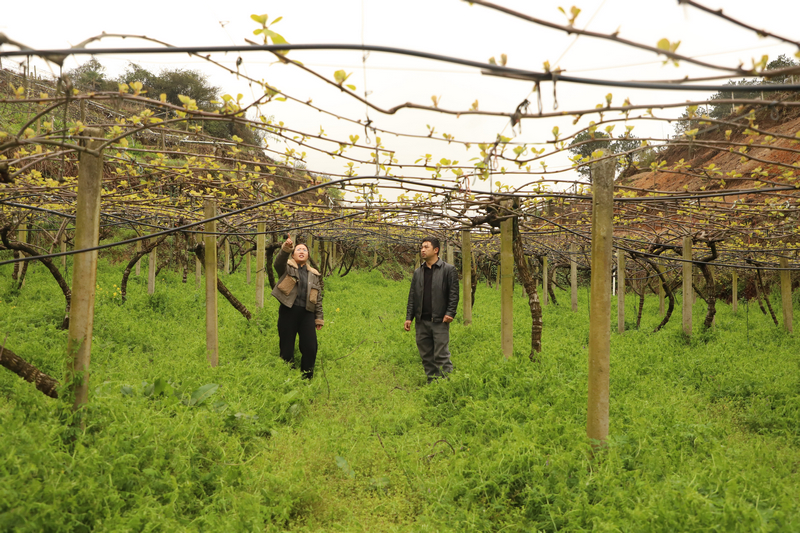 修文縣農業農村果業中心負責人吳素芳正與龍場街道干壩村種植大戶龍輝在獼猴桃果園檢查潰瘍病、花腐病及介殼蟲等病蟲害的春季發生情況。