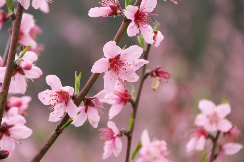 七星關(guān)區(qū)小壩鎮(zhèn)西沖村桃花盛開。