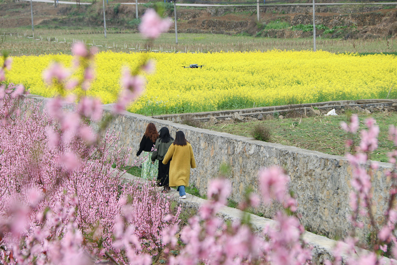 七星關區小壩鎮西沖村桃花盛開。