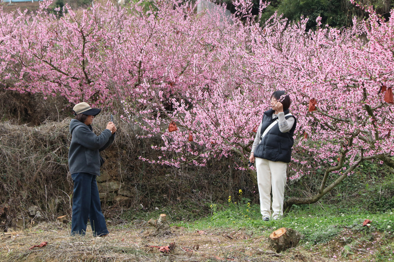七星關區小壩鎮西沖村桃花盛開，游客在拍照。