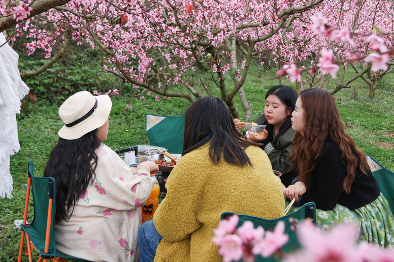 七星關區小壩鎮西沖村桃花盛開，游客在桃樹下聊天游玩。