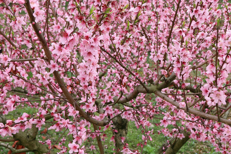 七星關區小壩鎮西沖村桃花盛開，把春天染成粉色。