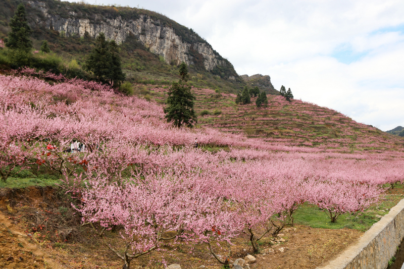 七星關區(qū)小壩鎮(zhèn)西沖村桃花盛開，把春天染成粉色。