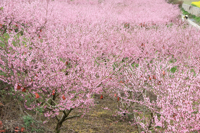 七星關(guān)區(qū)小壩鎮(zhèn)西沖村桃花盛開(kāi)，把春天染成粉色。