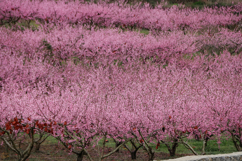 七星關區小壩鎮西沖村桃花盛開，把春天染成粉色。
