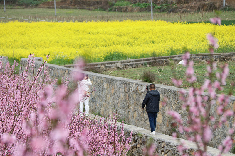 七星關區小壩鎮西沖村桃花盛開，美如畫卷。
