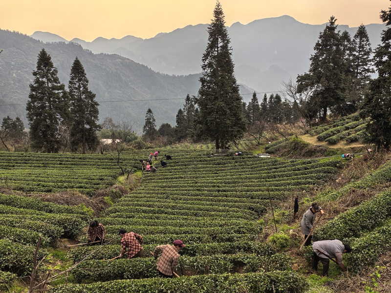 貴州省江口縣怒溪鎮開春產業管護扎實推進。