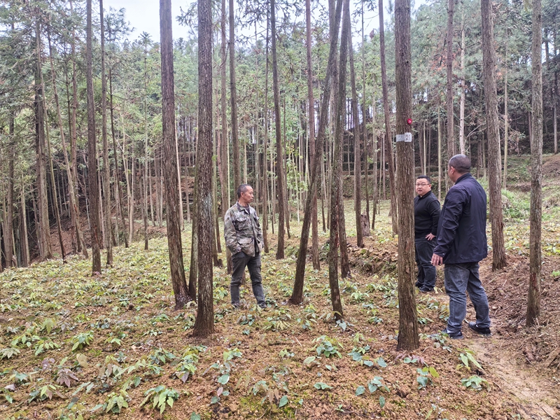 貴州省江口縣怒溪鎮開春產業管護扎實推進。