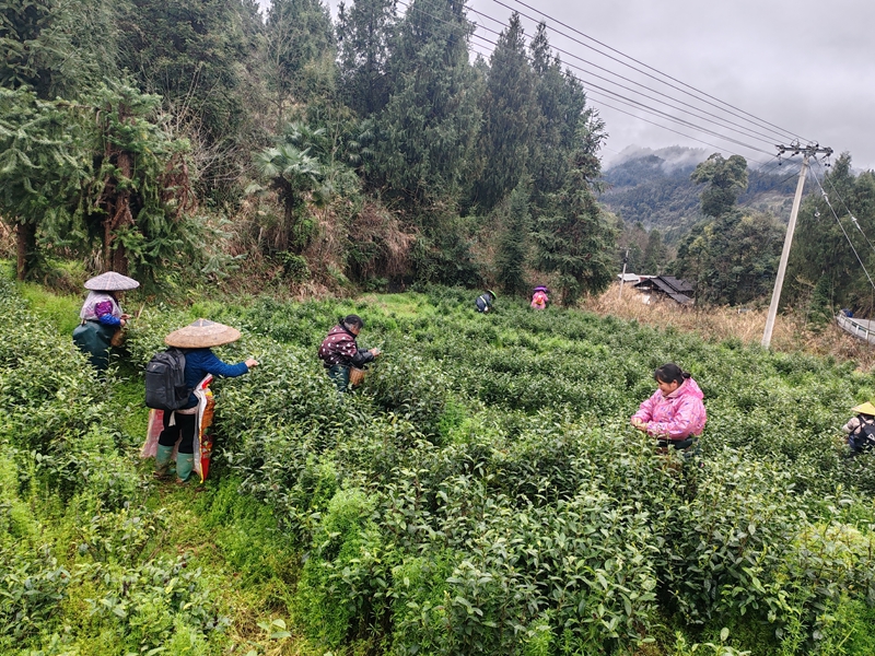 貴州省江口縣怒溪鎮開春產業管護扎實推進。
