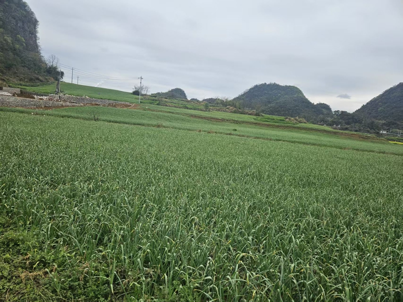 大蒜種植基地。