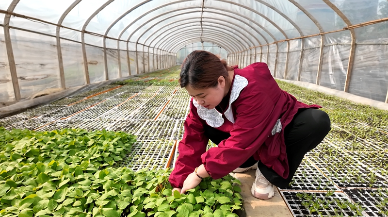 村民忙于育苗。