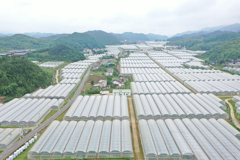 大棚整體概況圖。