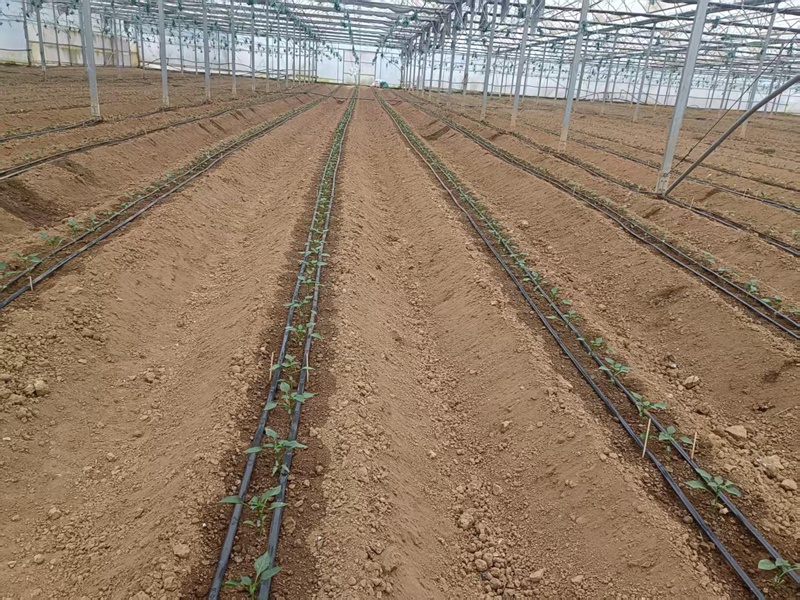 圖為:移栽后的辣椒苗