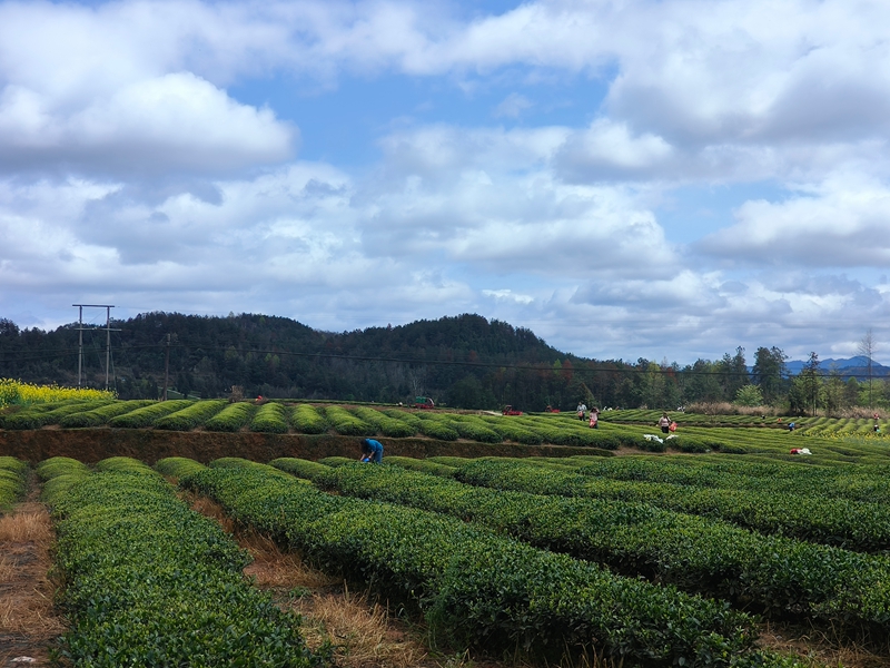 松桃苗族自治縣普覺(jué)鎮(zhèn)萬(wàn)畝茶園的村民正在采明前茶。