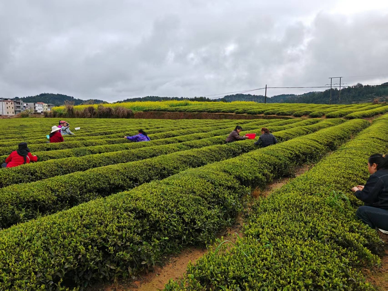 松桃苗族自治縣普覺(jué)鎮(zhèn)萬(wàn)畝茶園的村民正在采明前茶。
