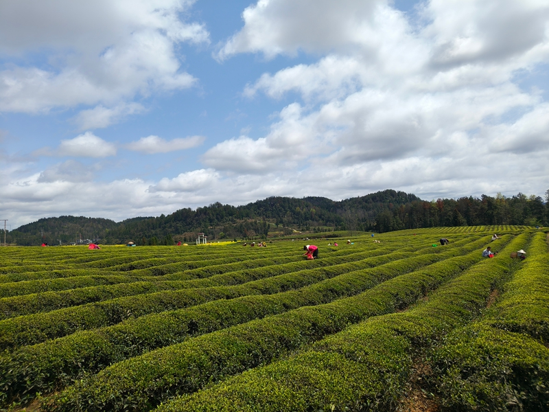 松桃苗族自治縣普覺(jué)鎮(zhèn)萬(wàn)畝茶園的村民正在采明前茶。