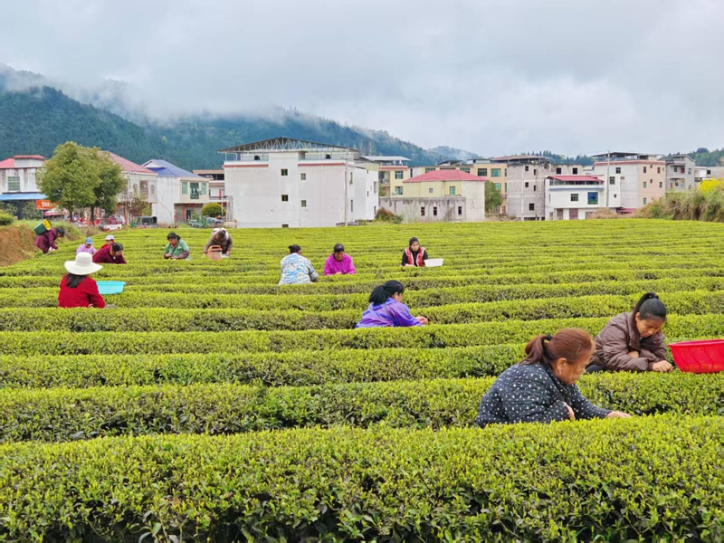 松桃苗族自治縣普覺(jué)鎮(zhèn)萬(wàn)畝茶園的村民正在采明前茶。