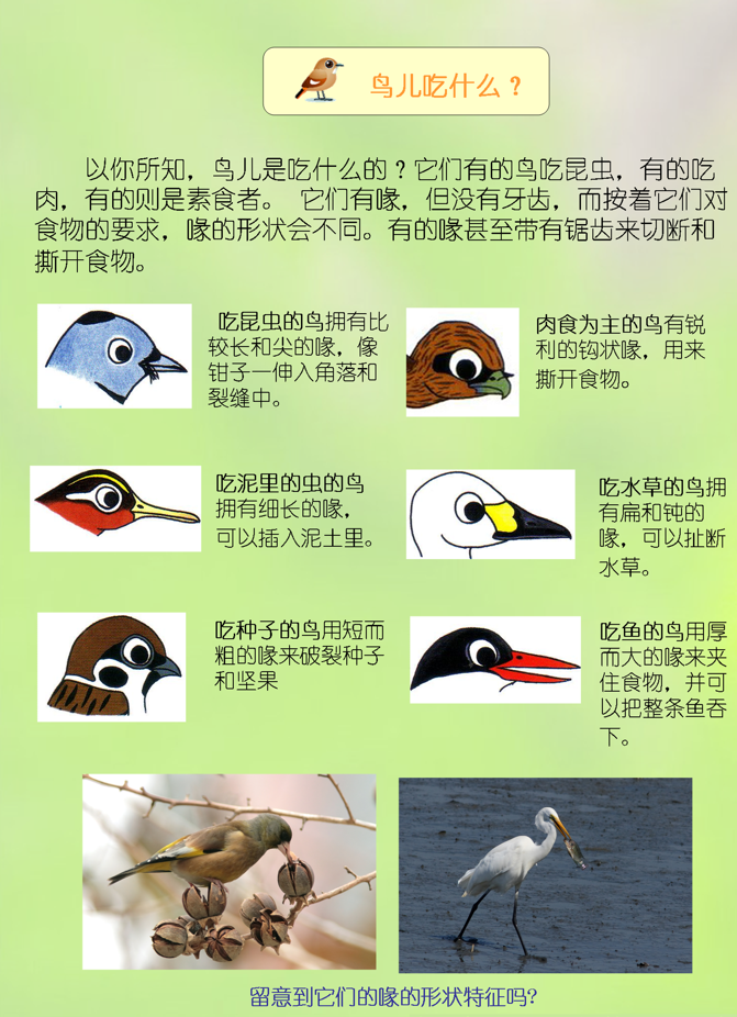 鳥兒吃什么。