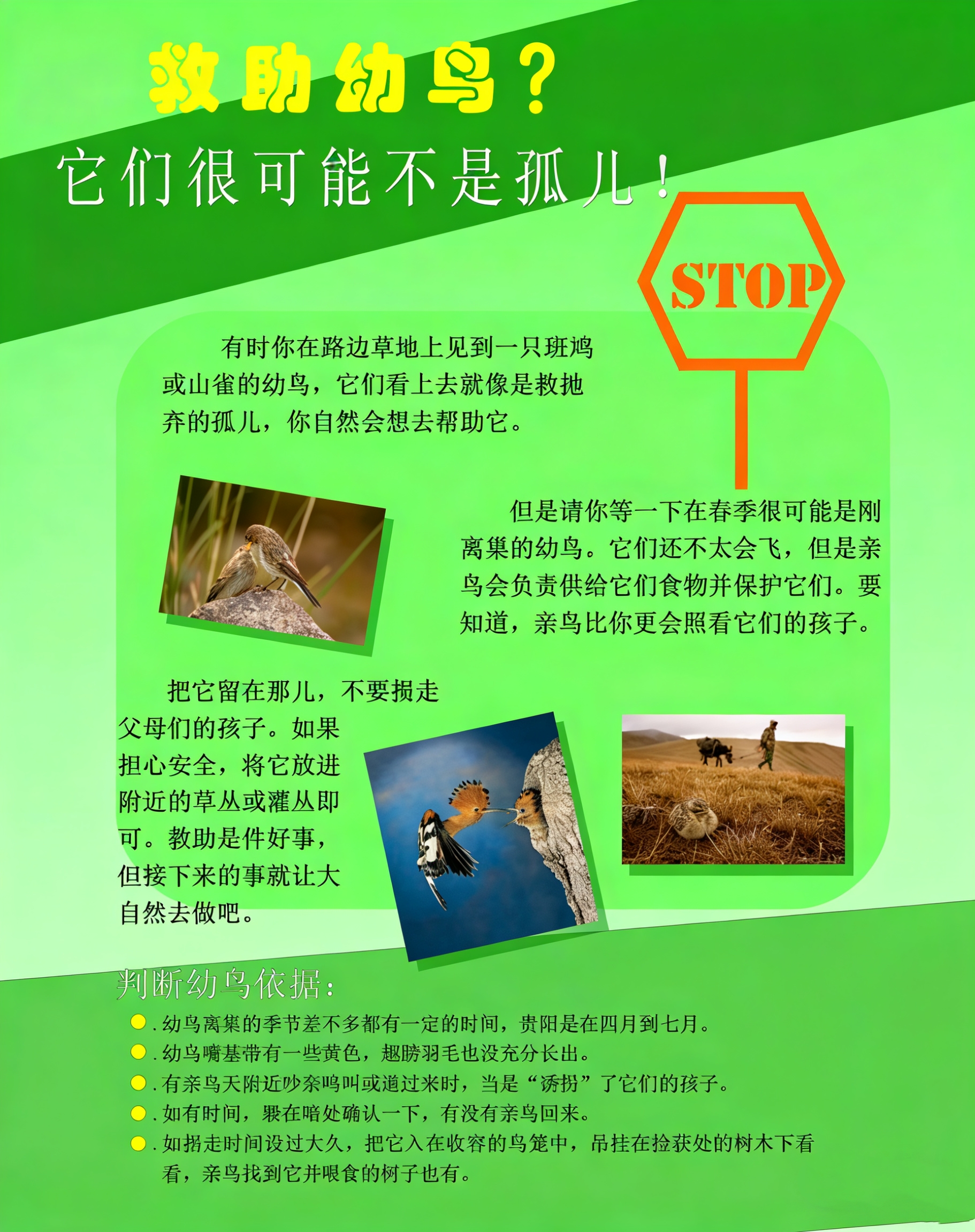 一圖教您科學守護野生鳥類。