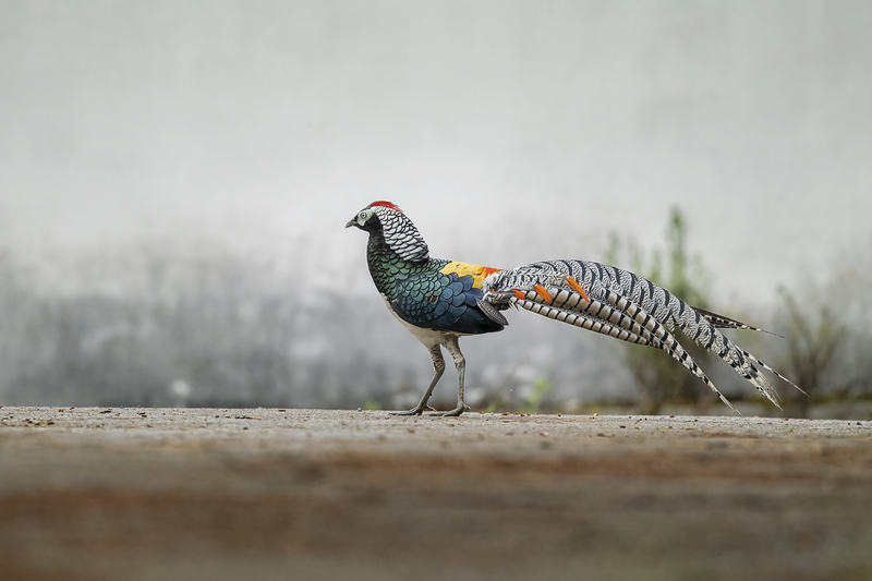 白腹錦雞。張衛(wèi)民攝