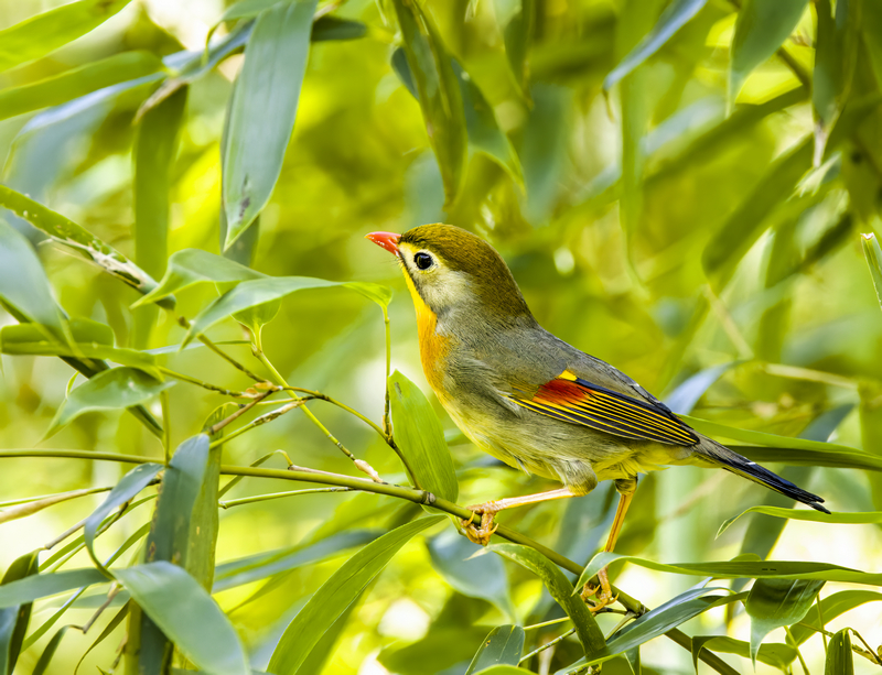 嘴相思鳥。孫運剛攝