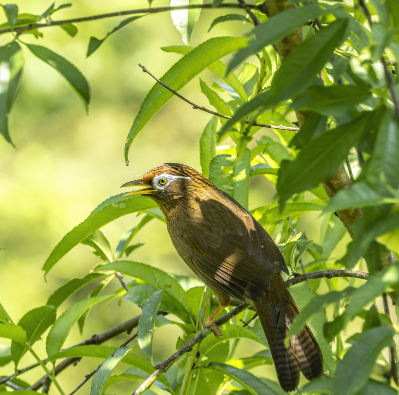 畫眉。吳忠榮攝