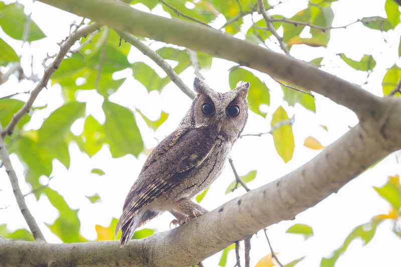 領角鸮。黃吉紅攝