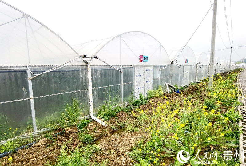 花小莓金筑農(nóng)旅融合產(chǎn)業(yè)示范園一隅。人民網(wǎng)記者 王秀芳攝