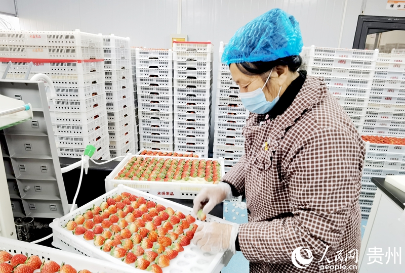 王貴秀正在分揀草莓。人民網(wǎng)記者 王秀芳攝