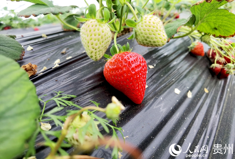 花小莓金筑農(nóng)旅融合產(chǎn)業(yè)示范園內(nèi)，成熟的草莓掛滿枝頭。人民網(wǎng)記者 王秀芳攝