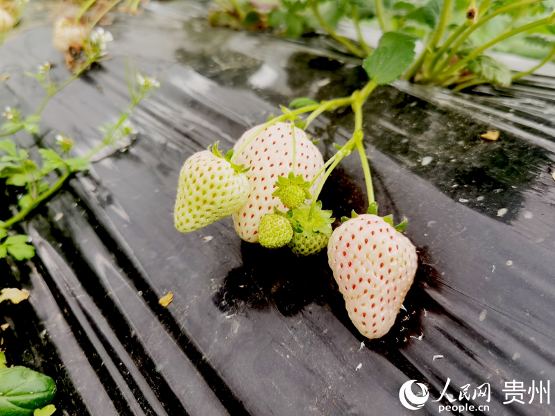 花小莓金筑農(nóng)旅融合產(chǎn)業(yè)示范園內(nèi)，白色的草莓粉嫩誘人。人民網(wǎng)記者 王秀芳攝
