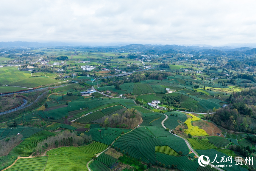 航拍貴州省遵義市鳳岡縣臨江村茶園。人民網記者 涂敏攝