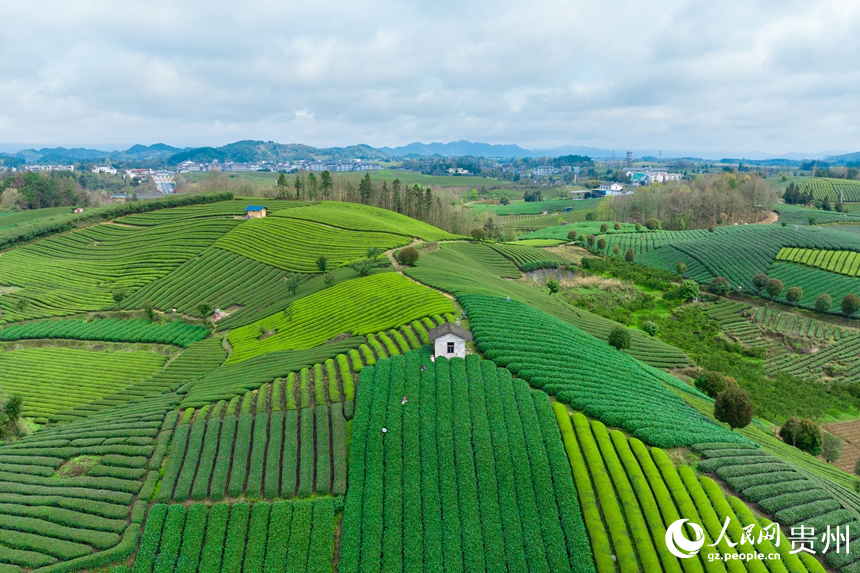 航拍貴州省遵義市鳳岡縣臨江村茶園。人民網記者 涂敏攝
