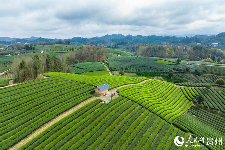 航拍貴州省遵義市鳳岡縣臨江村茶園。人民網(wǎng)記者 涂敏攝
