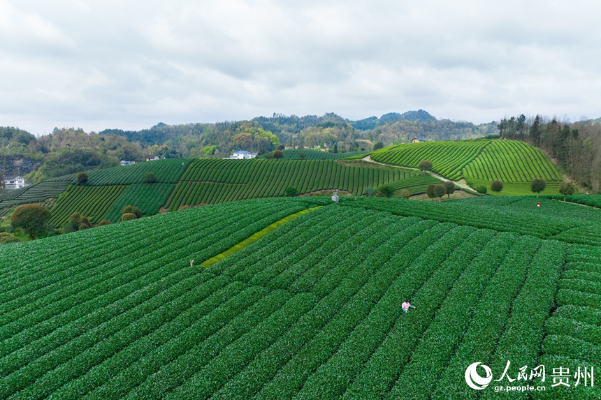 航拍貴州省遵義市鳳岡縣臨江村茶園。人民網記者 涂敏攝