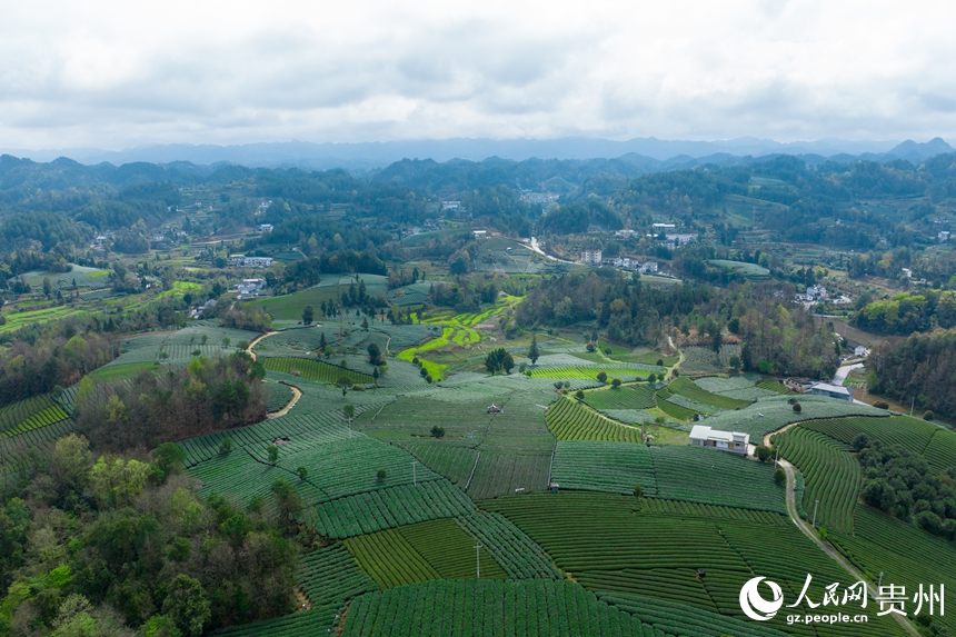 航拍貴州省遵義市鳳岡縣臨江村茶園。人民網(wǎng)記者 涂敏攝