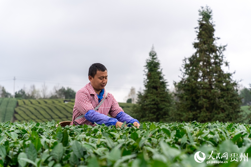 茶農在茶園內采摘春茶。人民網記者 涂敏攝
