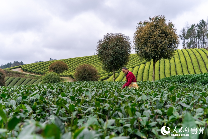 茶農(nóng)在茶園內(nèi)采摘春茶。人民網(wǎng)記者 涂敏攝