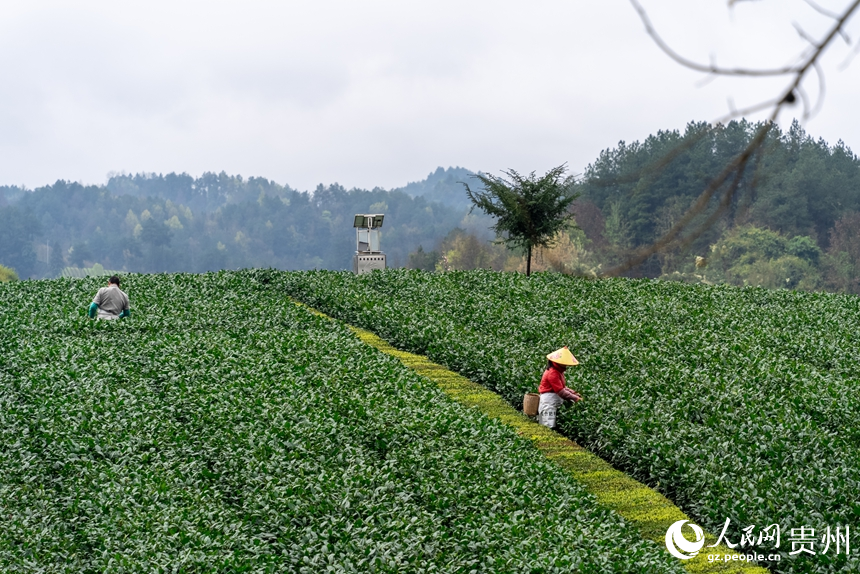 茶農在茶園內采摘春茶。人民網記者 涂敏攝